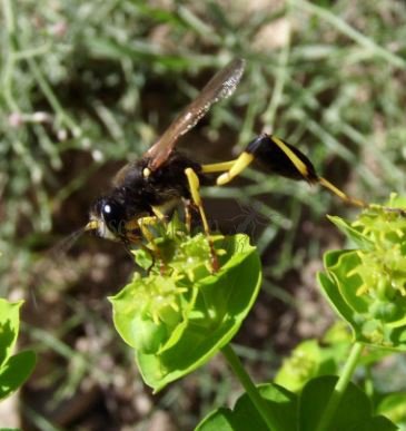 Sceliphron destillatorium-7