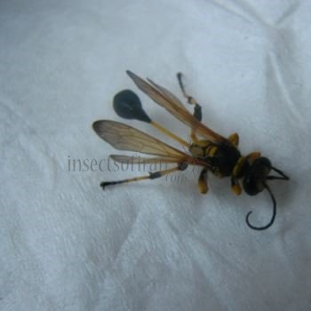 Sceliphron sp