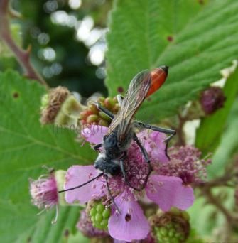 Sphex flavipennis-1