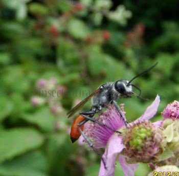 Sphex flavipennis-3