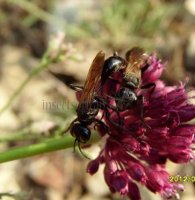 Isodontia mexicana -4