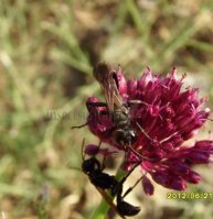 Isodontia mexicana -5