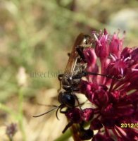 Isodontia mexicana -6