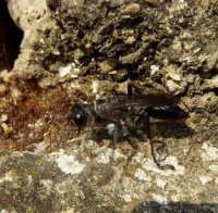 Isodontia sp -1