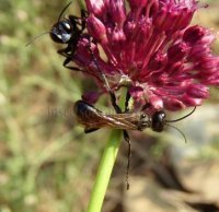 Isodontia mexicana -7