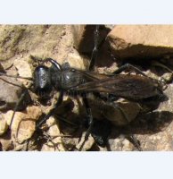 Isodontia sp -4