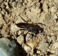 Isodontia sp -2