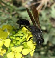 Palmodes sp-2