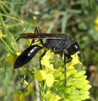 Palmodes sp-4