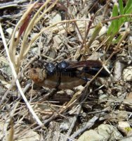 Palmodes sp-5