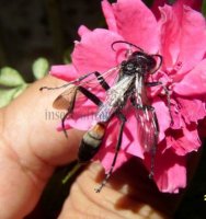 Podalonia hirsuta-2