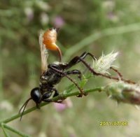 Prionyx thomae -1