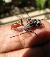 Prionyx thomae -2