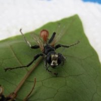 Prionyx thomae -3
