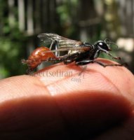Prionyx thomae -4