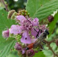 Sphex flavipennis-2