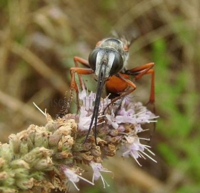 Sphex funerarius -3