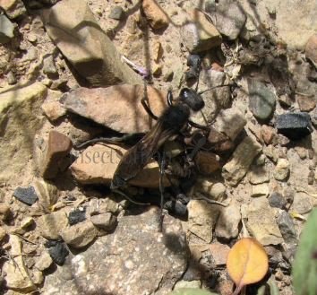 Sphex pruinosus