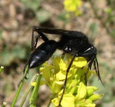 Trypoxylon sp