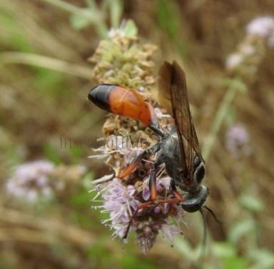 Sphex funerarius -2