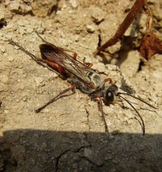Sphex funerarius -1