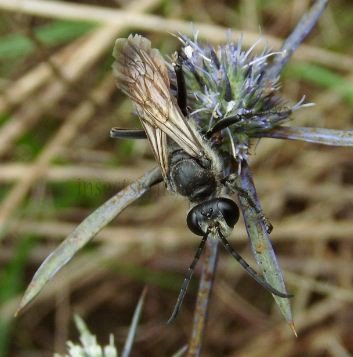 Sphex flavipennis-4