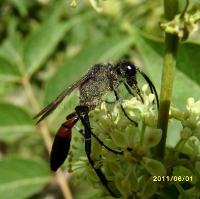 Sphex funerarius -5