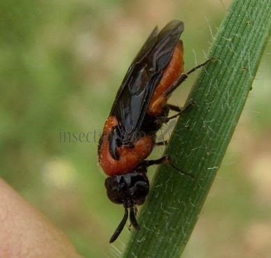 Dolerus sp-2