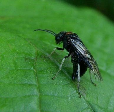 Eriocampa sp-2