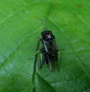 Eriocampa sp-4