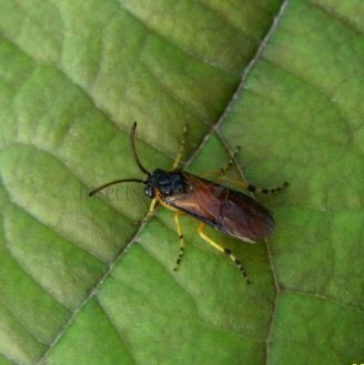 Athalia sp