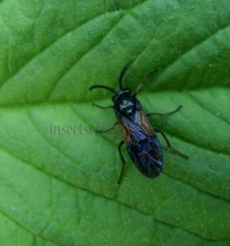 Tenthredinidae-9