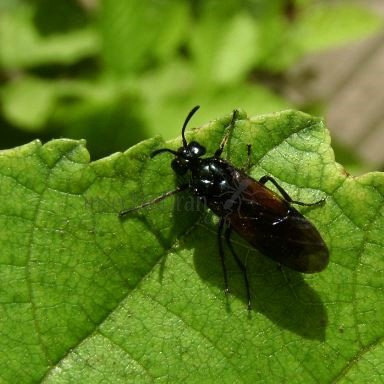 Tenthredinidae-10