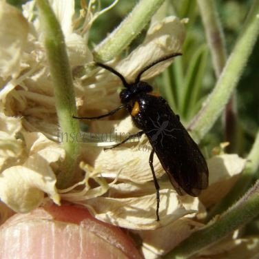 Dolerus haematodes -1