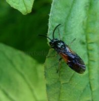 Tenthredinidae-8