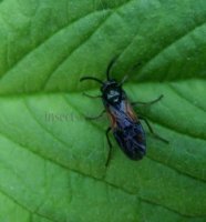 Tenthredinidae-9