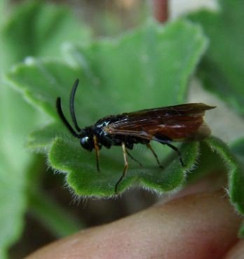 Tenthredinidae-1