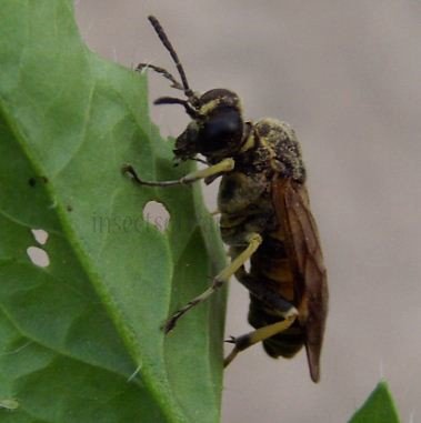Tenthredinidae-6