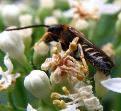 Tenthredinidae-7