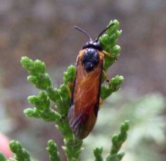 Athalia circularis -5