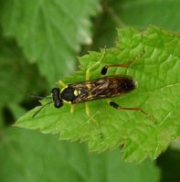 Macrophya montana