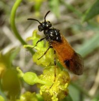 Selandria serva -1