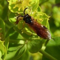 Selandria serva -2