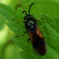 Tenthredinidae-2