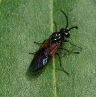Tenthredinidae-3