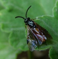 Tenthredinidae-4