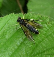 Tenthredinidae-5