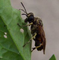 Tenthredinidae-6
