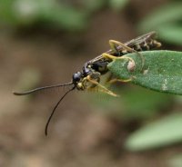 Tenthredo crassa-1
