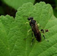 Tenthredo sp